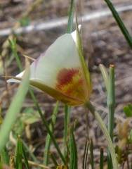 Calochortus vestae