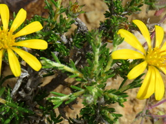 Hirpicium