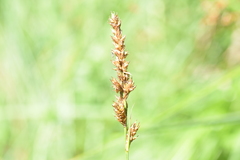 Carex disticha