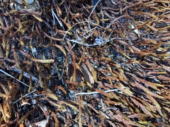 Selaginella caffrorum