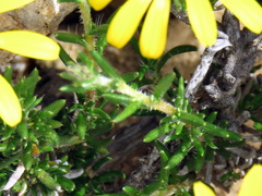 Hirpicium