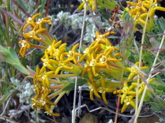 Lasiosiphon deserticola