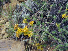 Lasiosiphon deserticola