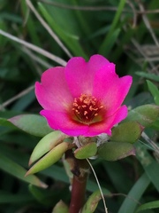 Portulaca amilis