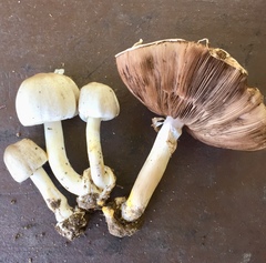 Agaricus pocillator