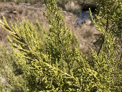 Passerina montana