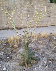 Seseli dichotomum