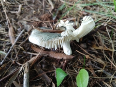 Virescentinae
