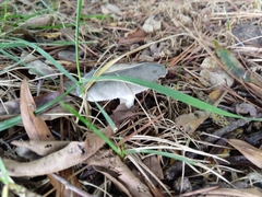 Virescentinae