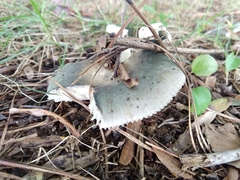 Virescentinae
