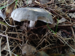 Virescentinae