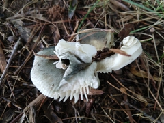 Virescentinae