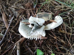 Virescentinae