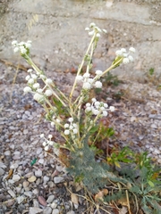 Seseli dichotomum