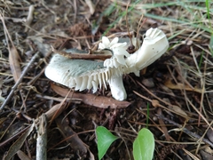Virescentinae