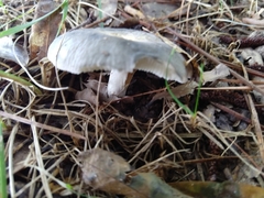 Virescentinae