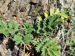 Potentilla agrimonioides