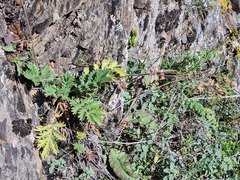 Potentilla agrimonioides