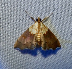 Agrotera nemoralis