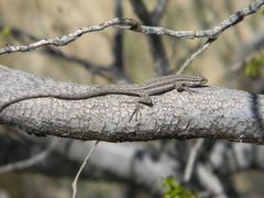 Urosaurus graciosus