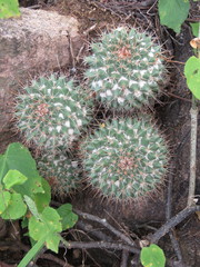 Mammillaria scrippsiana