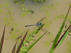 Micrathyria schumanni