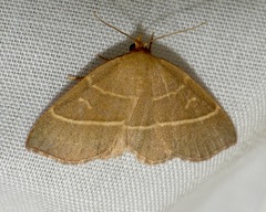 Trisateles emortualis