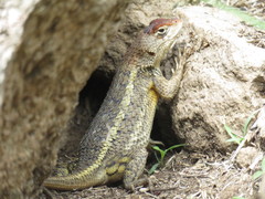 Sceloporus albiventris