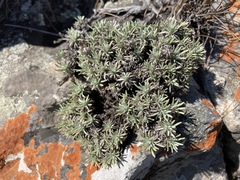 Helichrysum galpinii