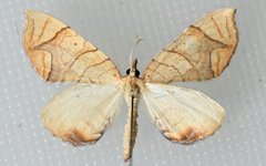 Eulithis diversilineata