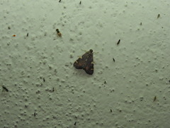 Rehimena
