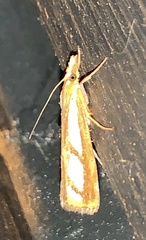 Catoptria latiradiellus