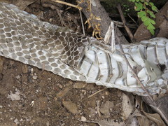 Drymarchon melanurus