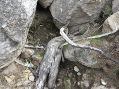 Drymarchon melanurus