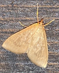 Framinghamia helvalis