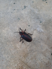 Mecistomela marginata