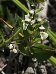 Pombalia parviflora