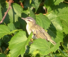 Vireo olivaceus
