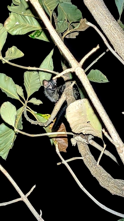 Civeta de las palmeras (Paradoxurus hermaphroditus)