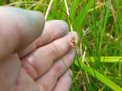Carex alata