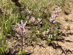 Syncolostemon transvaalensis