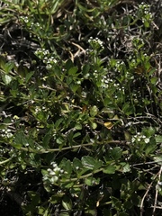 Pombalia parviflora