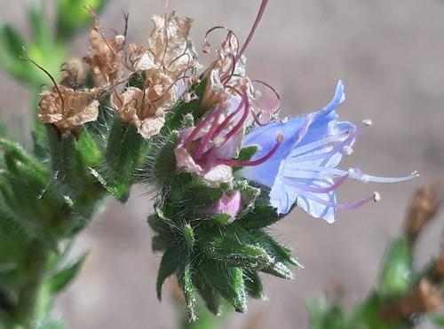 Violet-vein Viper's-bugloss