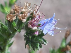 Echium lusitanicum