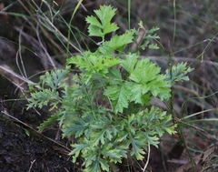 Glia prolifera