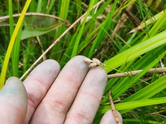 Carex alata