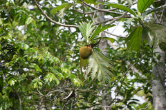 Artocarpus camansi
