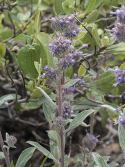 Phacelia mutabilis