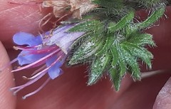 Echium lusitanicum