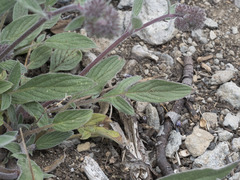 Phacelia mutabilis